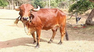 Cow Clone: NDRI में जन्मी दुनिया की गिर नस्ल की गाय की पहली क्लोन ‘गंगा’, बढ़ेगा दुग्ध उत्पादन