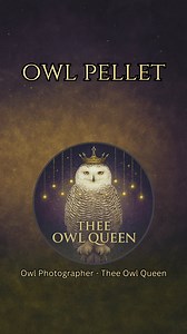 4.8K views · 244 reactions | A boreal owl, unbothered, regurgitating a pellet the size of her dignity. Which is large.  Comment if you knew owls did this. #BorealOwl #OwlBehavior #NatureIsWild #OwlPellet #OwlReels | Thee Owl Queen | Facebook