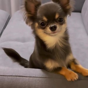 455K views · 86K reactions | 殺 | Chihuahua World | Facebook