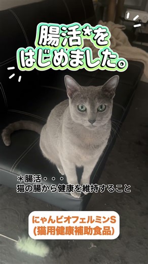 腸活*は犬猫も大切◆★手軽にできるから早速、取り入れてみた！気になる人は「わんビオフェルミンS」「にゃんビオフェルミンS」#PR #大正製薬#わんビオフェルミンS＃にゃんビオフェルミンS#犬＃猫