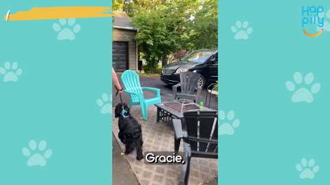 Ex-Bomb Dog Finn Meets Forever Family For First Time | Happily TV