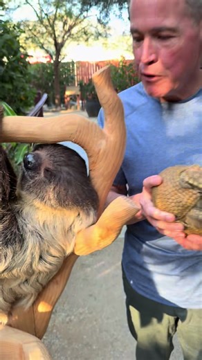 The Fascinating Connections of Armadillos, Anteaters, and Sloths