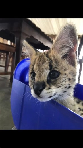 🐆🐾When you are trying to be cute but you're actually wild. LOKI the serval "tierboskat " in a bucket:where wild meets adorable 🐾🐆 Weltevrede Lion Farm | Weltevrede Lion Farm