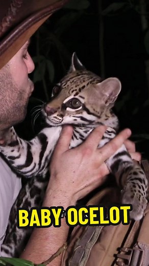 One of the most insane, magical and completely random wild life encounters I’ve EVER had in the field!!! Wonder where baby ocelot is now…..
