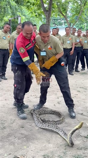 Backflip 🐍🤸 #python #constrictingsnake #snake #catchingsnakesbarehanded #PinyoTheSnakeCatcher #sn...