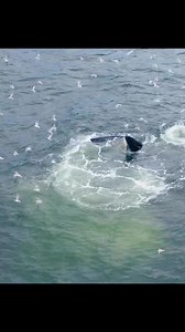 18K views · 442 reactions | The Wale vs the Panicked Fish . Please Follow and Share for More. #tiktok #fyp #animalworld #amazinganimals #whale #viralreels #reelsfb #facebookreels | Do you Know? | Facebook