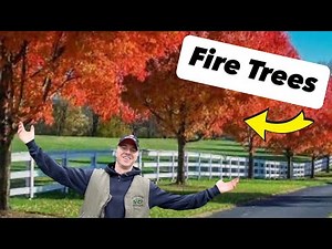 Transforming My Driveway with Autumn Blaze Maple Trees!