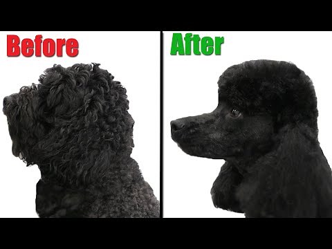Extreme Poodle Transformation | MUST SEE Results !
