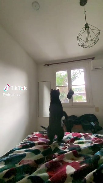 El gato volador ataca de nuevo: video de gato negro
