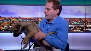 37K views · 129 reactions | Here's what happened when Monty the dog appeared on #BBCBizLive this morning. Watch out Aaron! | BBC News Stories | Facebook