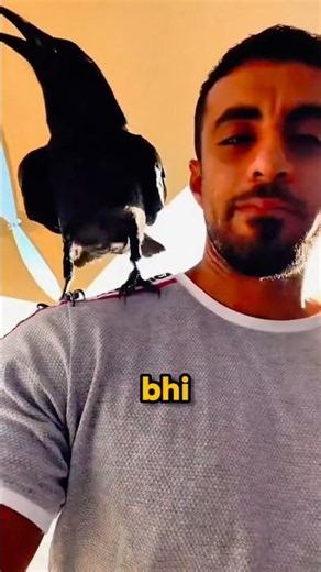 The "Mafia Boss" of All Birds 😳 #shorts