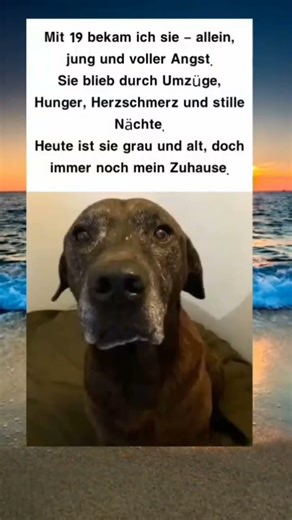 Sie blieb, als ich nichts hatte – wahre Liebe auf vier Pfoten