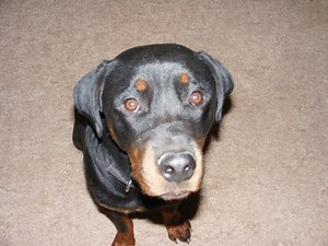 Why Does My Dog Pounce? Recognizing Instinctual Drives