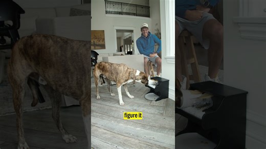 Watch: I Teach Zach King's Dog to Play the Piano