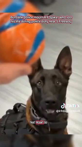 Burbank police mourn K9 Spike, who lost his life during police duty near 5 Freeway #k9 #retirement #fypシ #honor #farewell