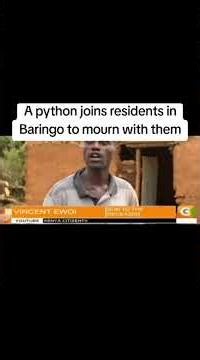 #live streaming #bigsnake #python