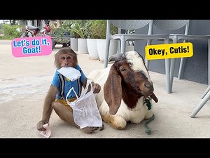 How Smart CUTIS and Goat Handled Situation when Forgot Money go Coffee!