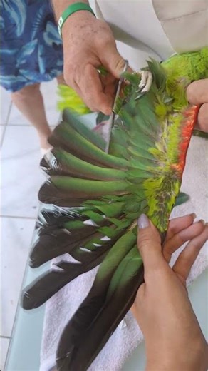 Fuga é a 3° causa de óbitos. #birds #parrot #draves #hen #calopsita #cockatiel #aves #ave #lovbirdá
