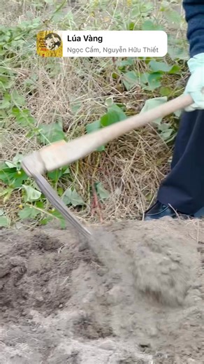 1.9K views · 81 reactions | Có ai giống mình không  Ruộng nhà thì bỏ hoang, còn ruộng người ta cuốc khí thế luôn :)) Ps: Đất này trồng khoai nhưng tương lai trồng lúa nhé :)) | Ruby Nguyen | Facebook