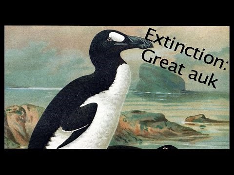 Extinction of the Great Auk