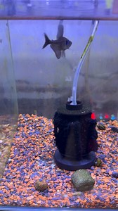 1K views | Black phantom tetra. | YOKO JP Aquarium | Facebook