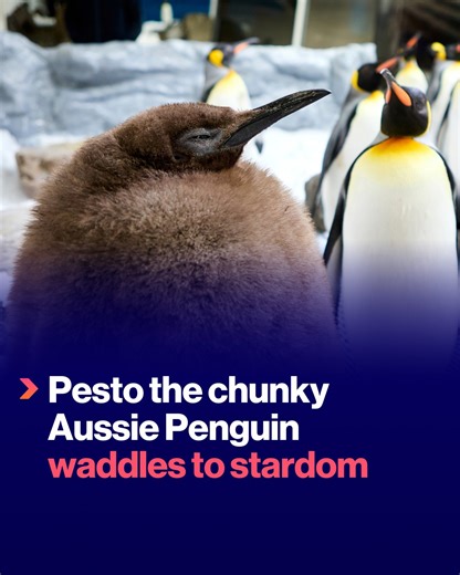 Pesto, the baby king penguin, has waddled his way to international stardom due to his enormous size, and he's even drawing in crowds from all over the globe to the Melbourne aquarium. Senior penguin keeper Michaela Smale joins us. | The Project