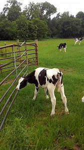 Graduation day part 1 | Richlands Dairy & Creamery