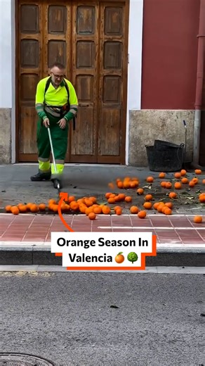 Orange season in Valencia 🍊🌳 | Twisted
