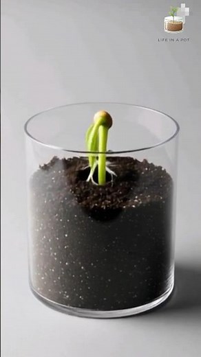 Growing Chili Pepper in a Transparent Pot (Seed to Fruit Timelapse) 🌱🌶️ | Life in a Pot