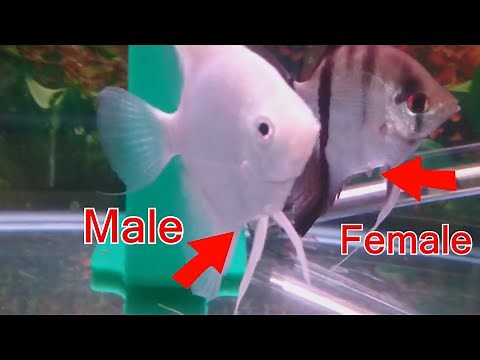 How to tell the difference between male and female angelfish.