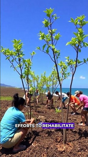 The Tahitian Sandpiper The Lost Bird of the Pacific