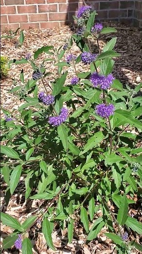 Longwood Blue Caryopteris - A Beautiful Fall Blooming Perennial