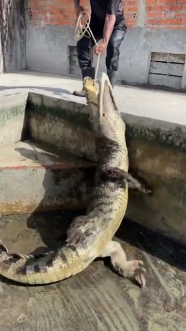 Trapping the Hard-to-Catch: Proven Methods for Capturing Elusive and Clever Animals!