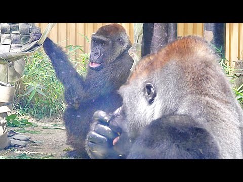 Female Gorilla Throwing Huge Poo At a Huge Silverback | The Momotaro Group