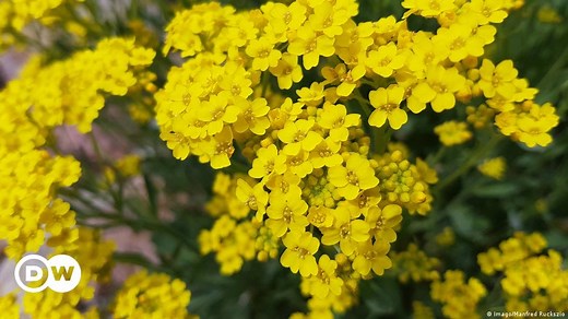 Phytomining - Harvesting minerals from vegetables