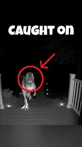 Dinosaurs caught on camera. #animals #shorts