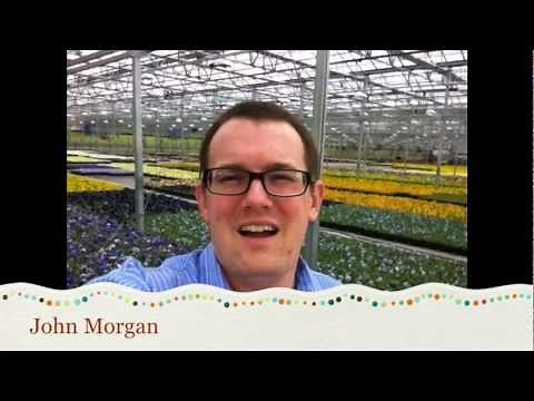 Pansy Facts and Care Tips