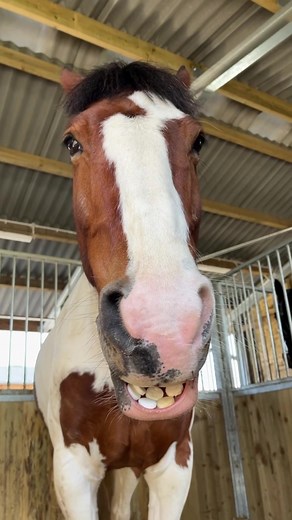 Enjoying a Peaceful Nap: Funny Horse Moments