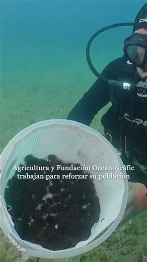 🌊 1,800 sea urchins return to the Mediterranean Sea.