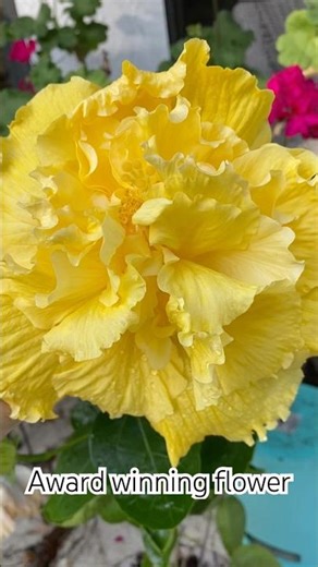 Tropical Yellow Hibiscus Stunning Flower Moments