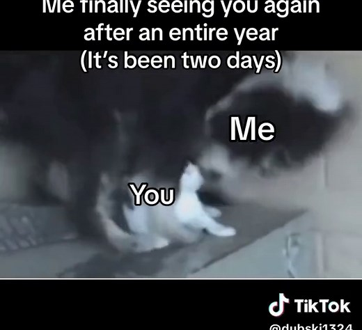 Reuniting After a Year: Heartwarming Couple and Pet Reunion