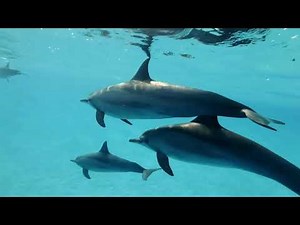 🐬 Dolphin Dreams | Relaxing Music with Calming Ocean Visuals