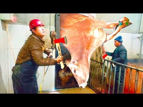 VIDEO Cow HOOF TRIMMING, Feeding, Milking, Cleaning, HOOF CARE, Pretty Girl - SMART FARM #withme