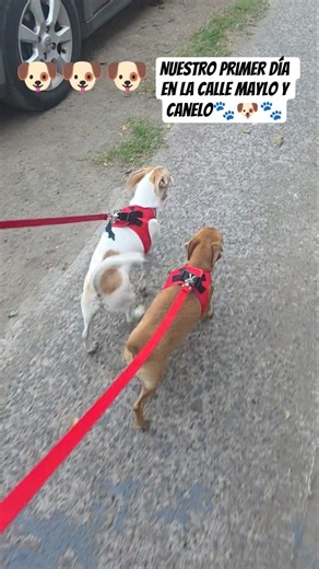 PERRITOS #perro #perros #perritos #shortsviral #shortsfeed #shortvideo #mascotas #lovedogs #dog