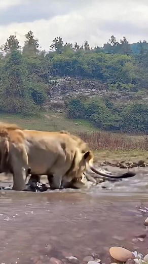 #reelschallenge | Dak Vr