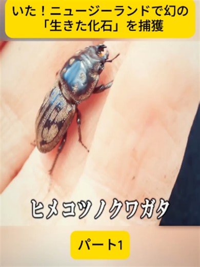ニュージーランドで幻の「生きた化石」を捕獲｜パート2