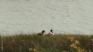 Two Ducks Preening On Shore Of Estuary With Grass And Plants Being Blown By Strong Wind Rodeo Beach Marin California
