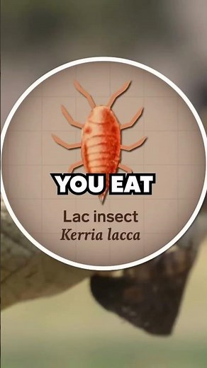 The bug that makes your candy shiny 😳