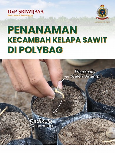 Penanaman Kecambah Kelapa Sawit yang Tepat
