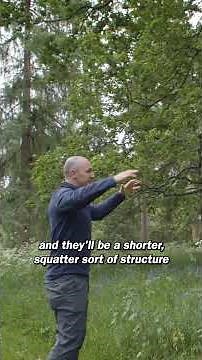 Oak trees: meet our UK natives #kewgardens #trees #oaktree